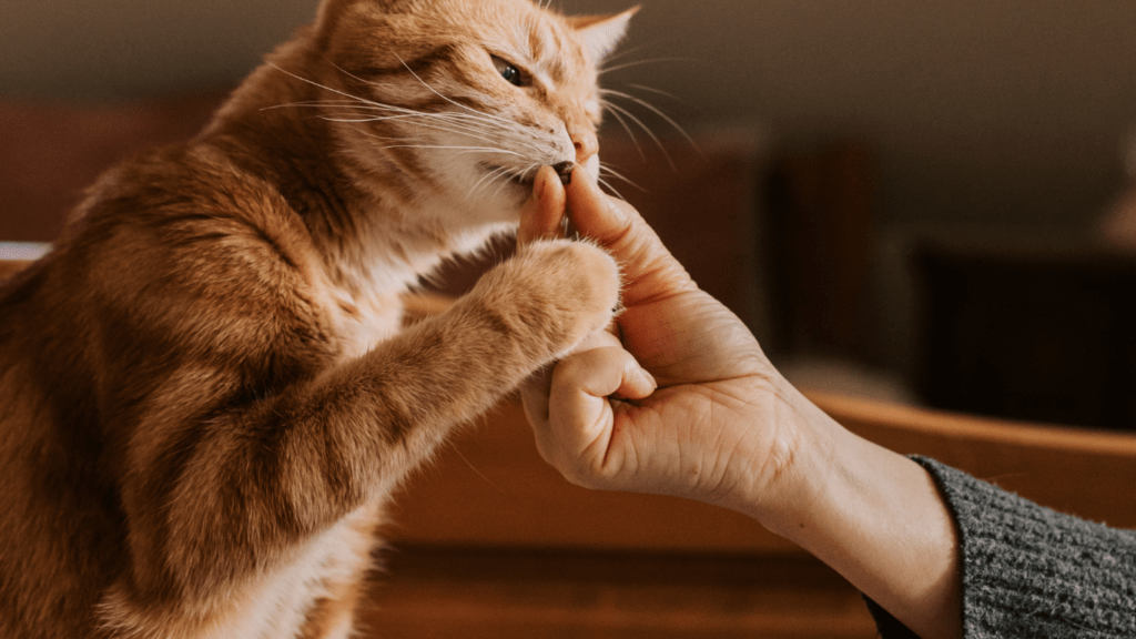 Cat having treats