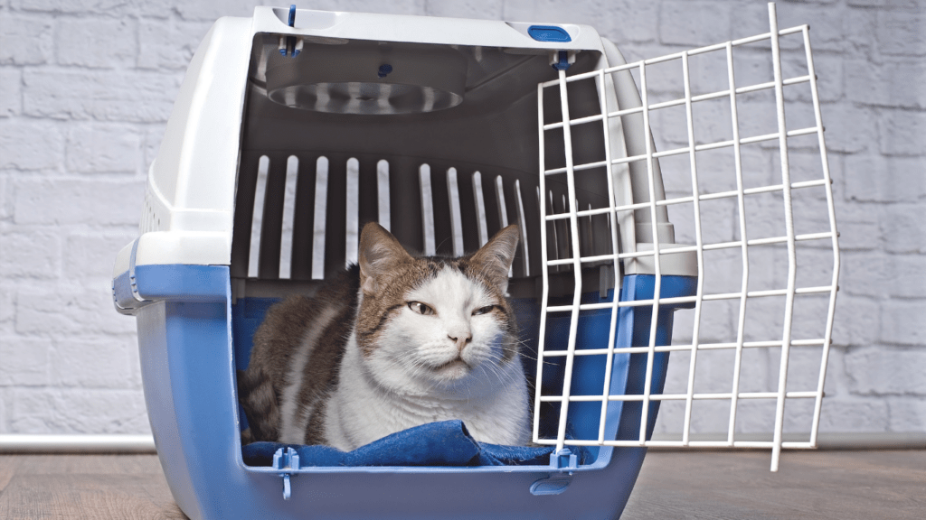 Cat inside the carrier 