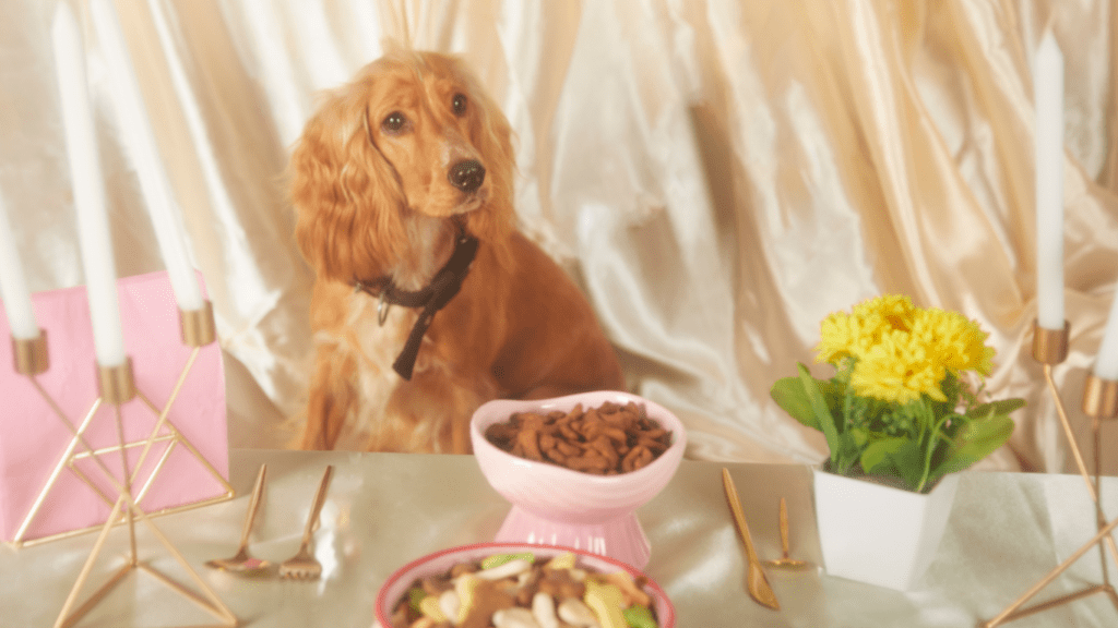 Types of Pet Food