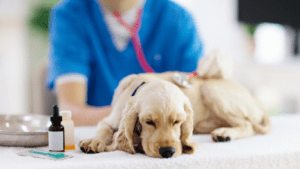 Understanding Pet Medications What Every Owner Should Know for Pet Health 1