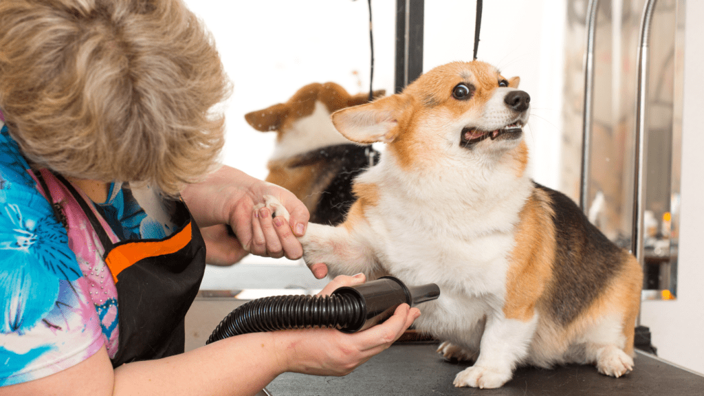 Updated Pet Grooming Techniques Keep Your Pet Looking Great with Modern Methods