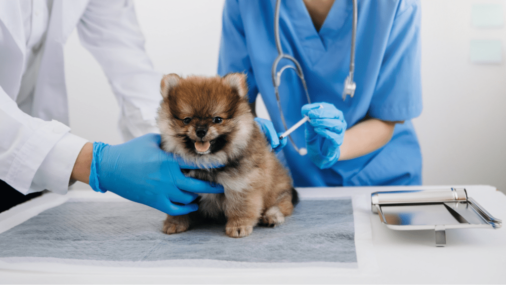 Puppy having vaccine 