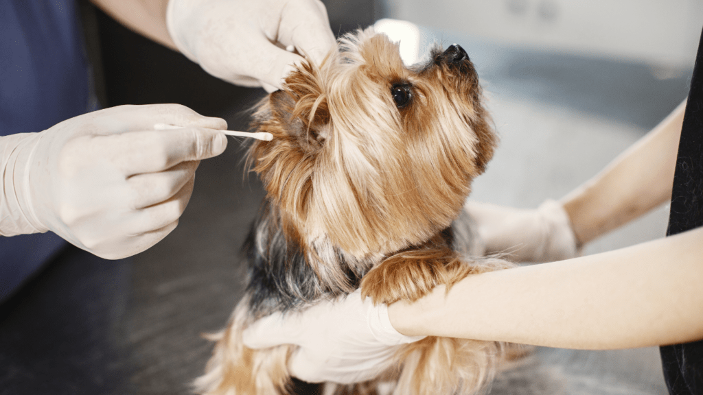 Vet cleaning dog's Ear