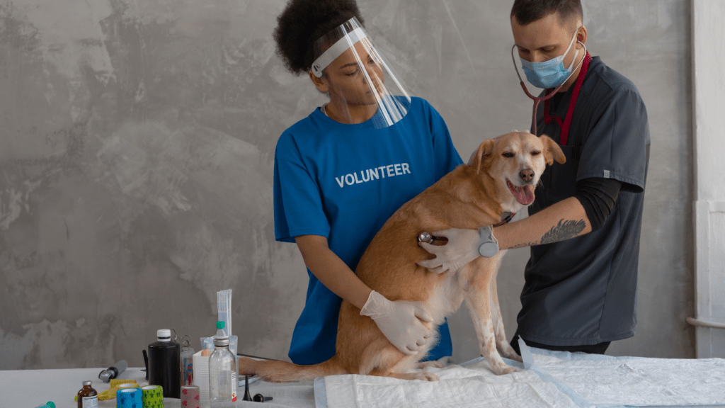 Vet Doctor Examining the Dog