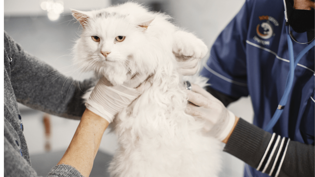 When to Worry Identifying Serious Symptoms in Pets and Ensuring Their Healt