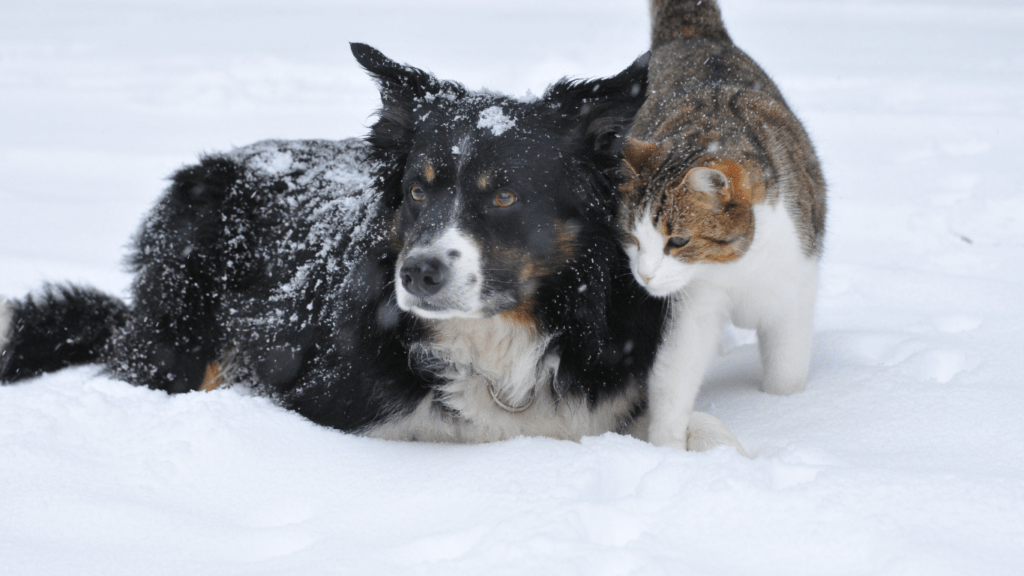 Winter Health Tips for Pets