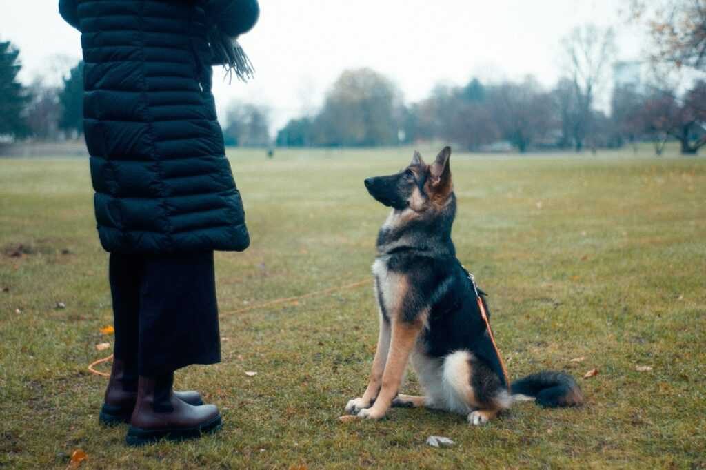 How to Prepare for Your Dog’s First Training Class