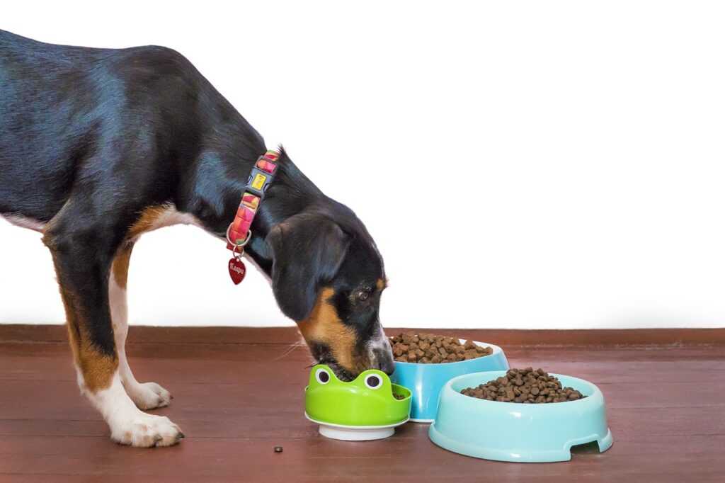dog, pet, food, bowl, kibble, paws, animal, treat