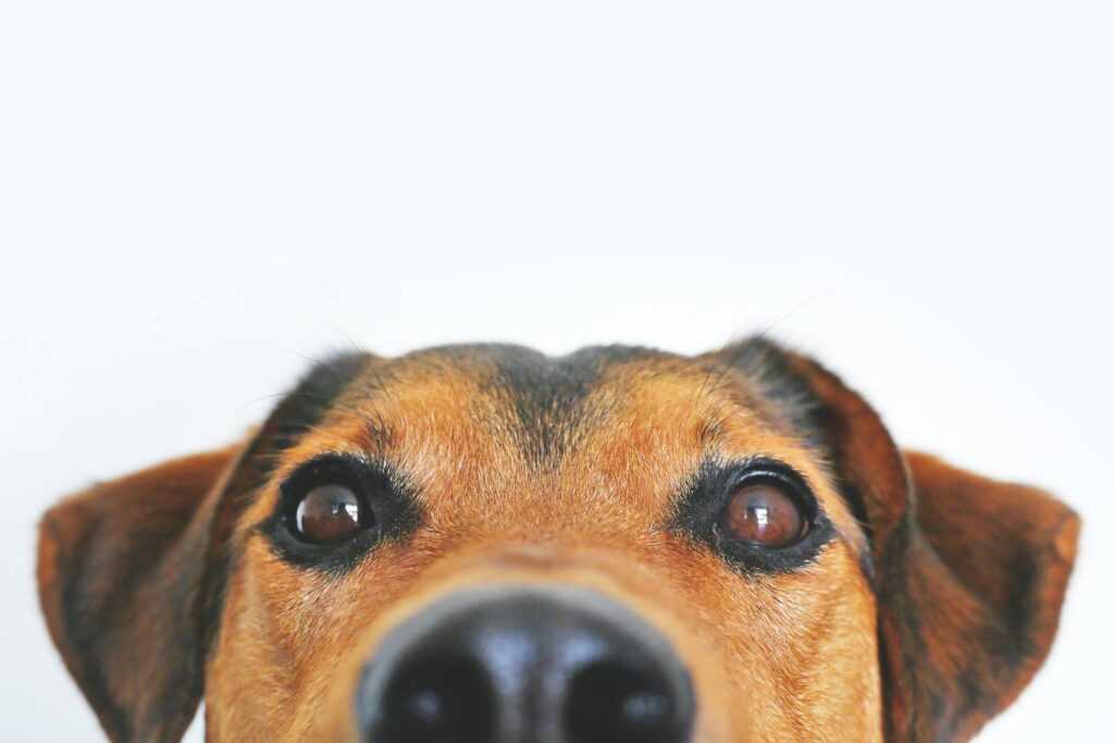 Geofencing for Pets: How to Create a Safe Space in the Urban Environment