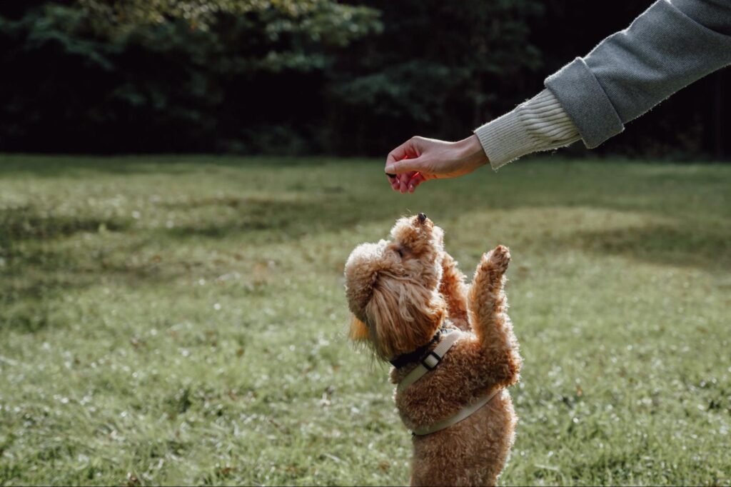 Puppy training in San Antonio taking place in a park.