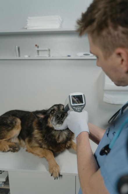 What Is Holistic Pet Care and How It Differs From Traditional Veterinary Medicine