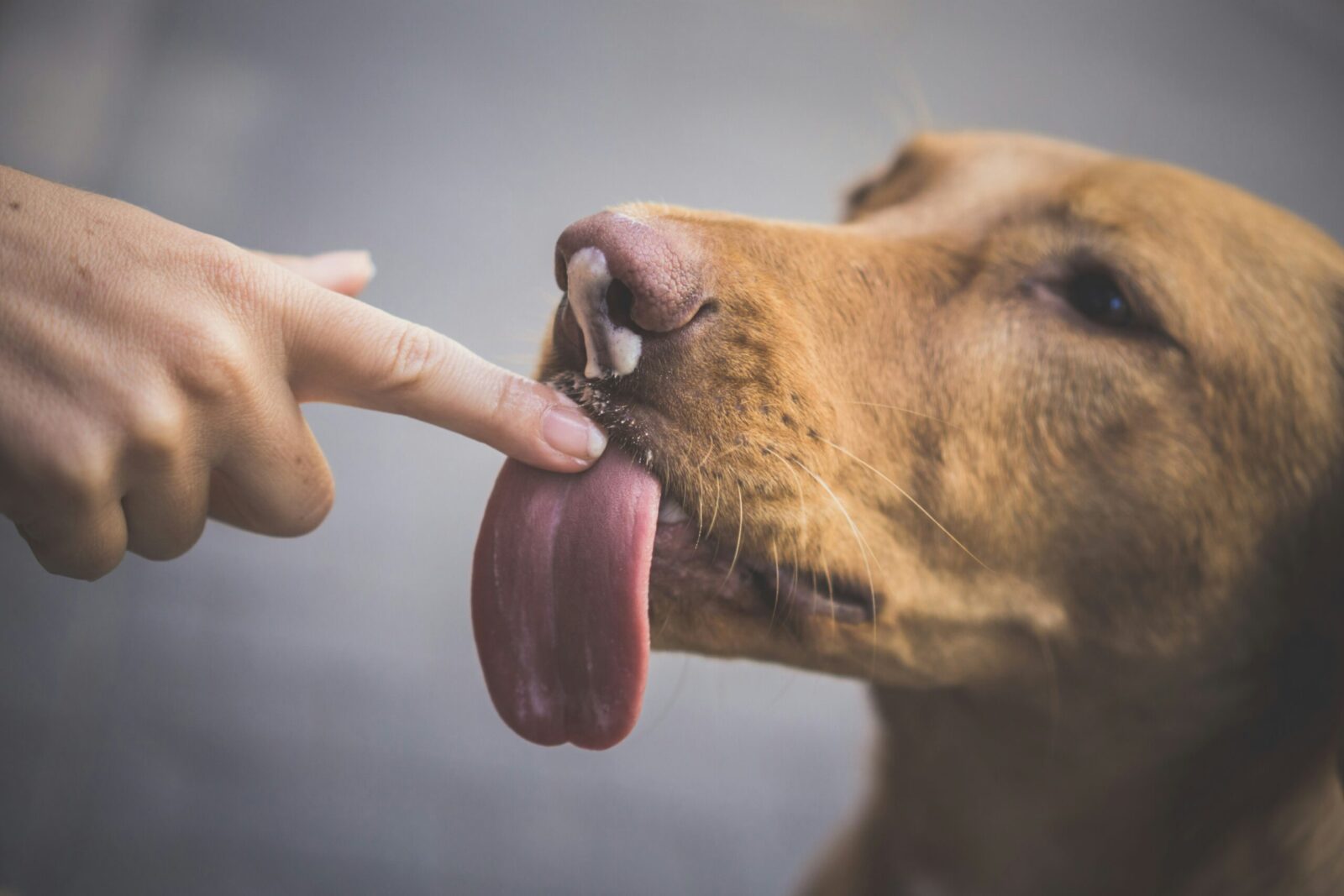 correcting dog behavior humanely