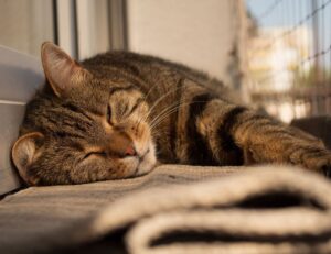 fatalmodelriodasostras