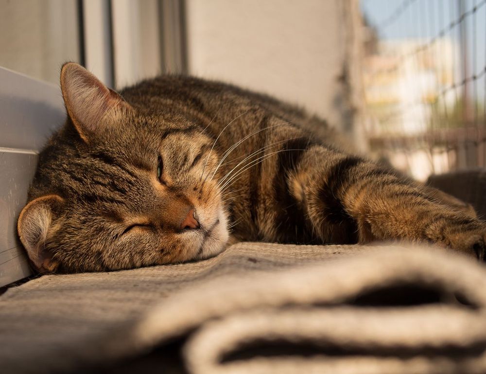 fatalmodelriodasostras