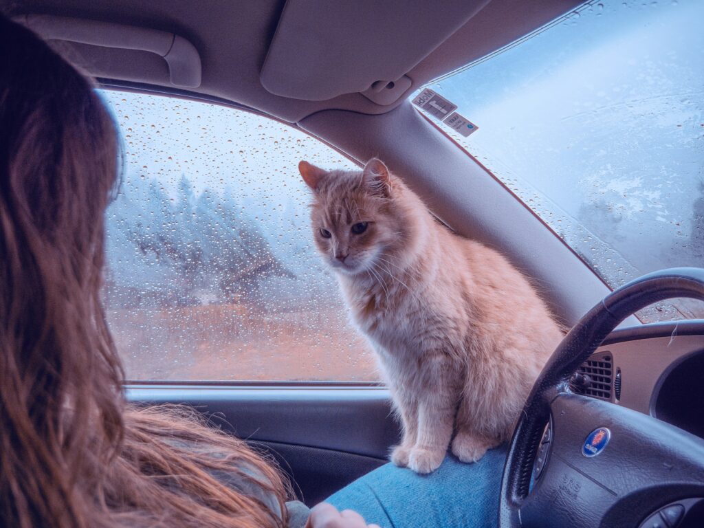 how to secure pet in car