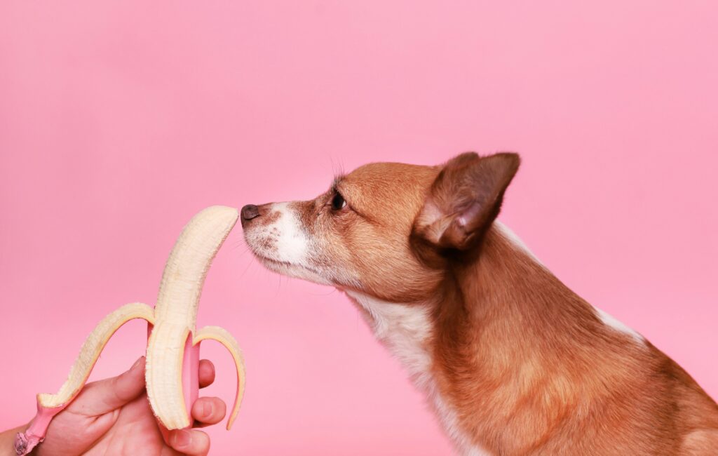 pet food myths debunked