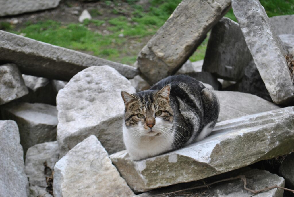 A tabby cat comfortably resting on stone rubble in an outdoor environment.