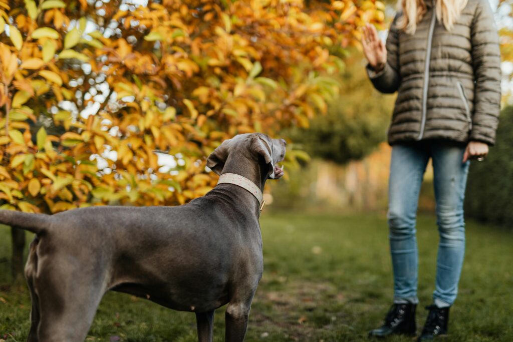 A woman in casual clothing trains her Weimaraner dog outside in an autumn park.