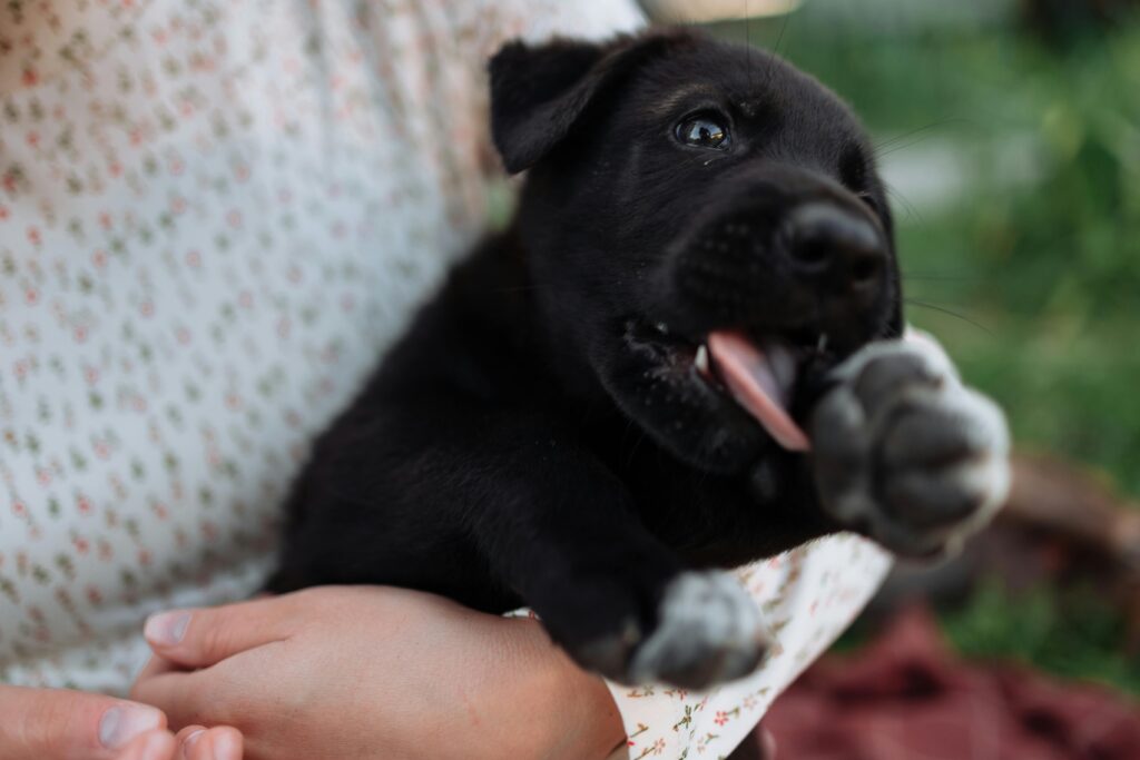 Cute black puppy being held outdoors, playfully biting a finger. Perfect capture of joyful pet moments.