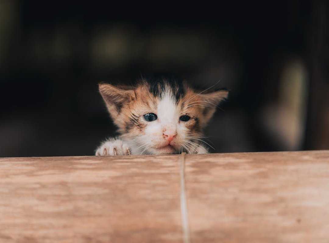 Infoguide for Kittens Llblogpet